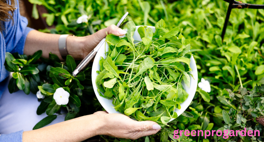 arugula shortage