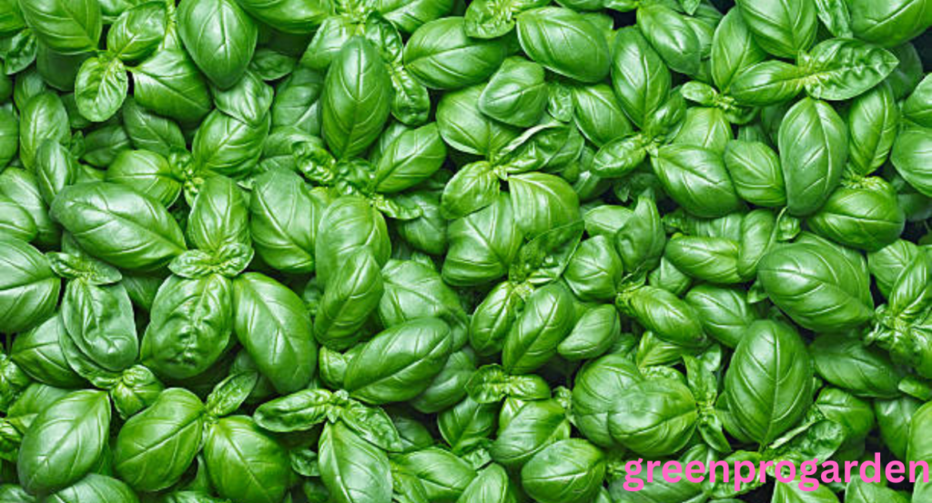 Basil Shortage