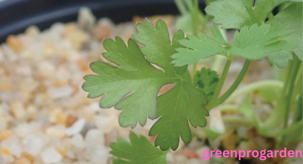 cilantro shortage