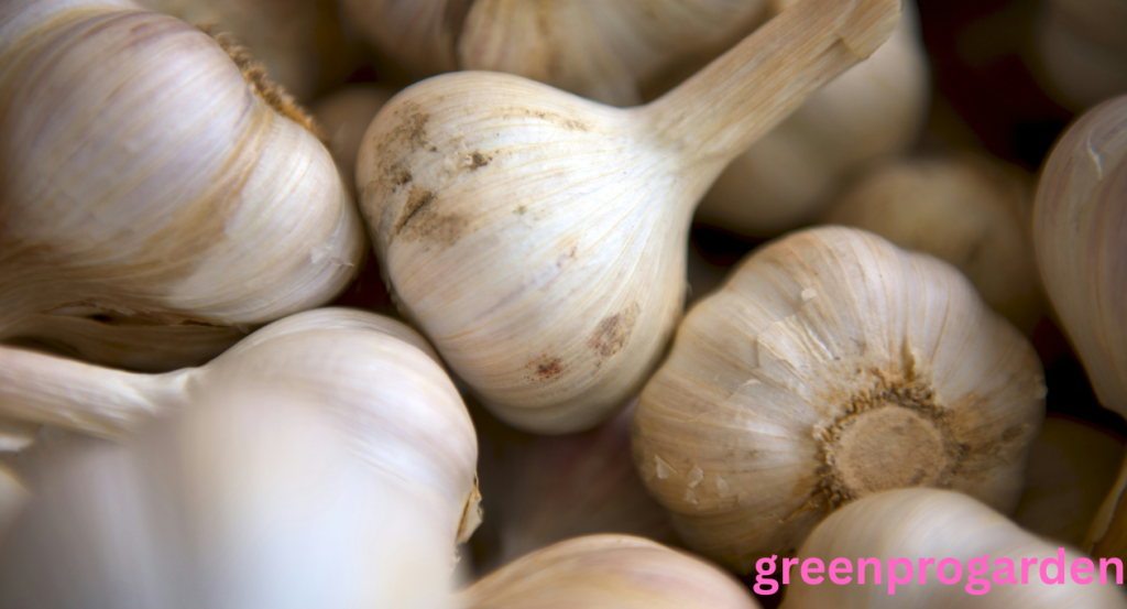 Garlic Shortage