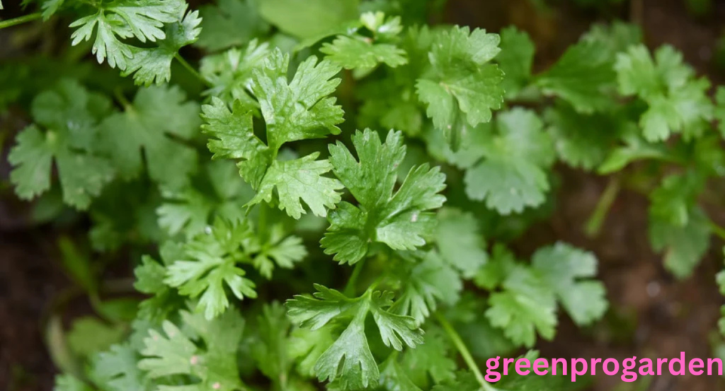 can chickens eat cilantro