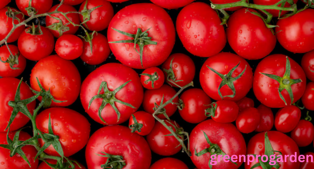 Tomatoes shortage
