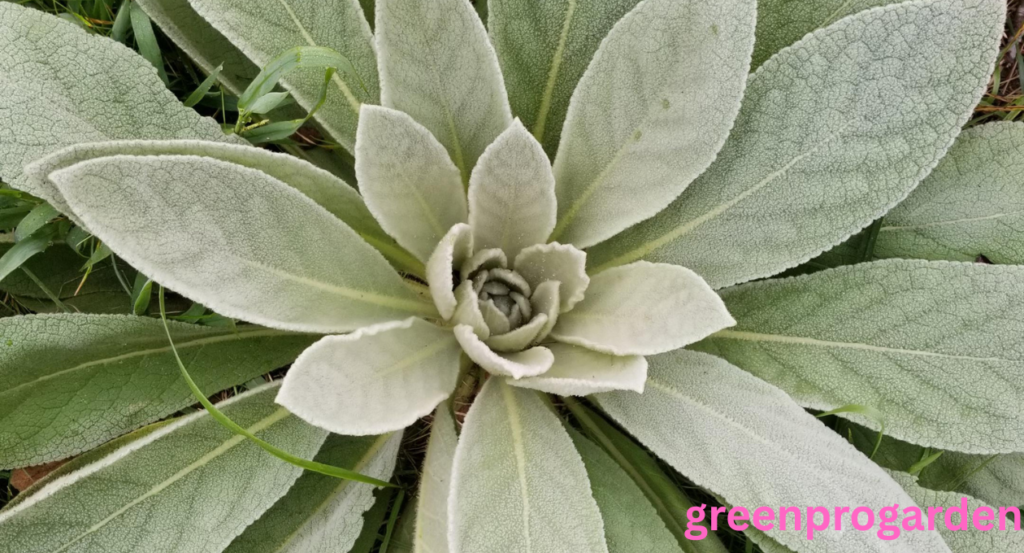 Mullein look alikes