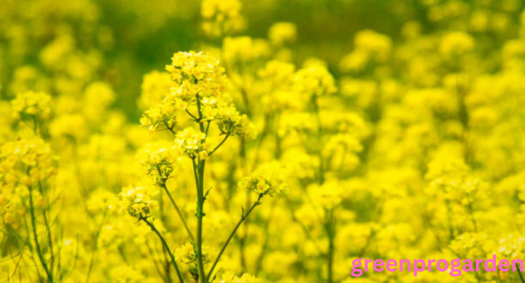 Wild Mustard Look Alikes