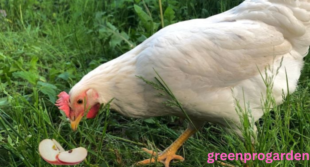 Can Chickens Have Apples