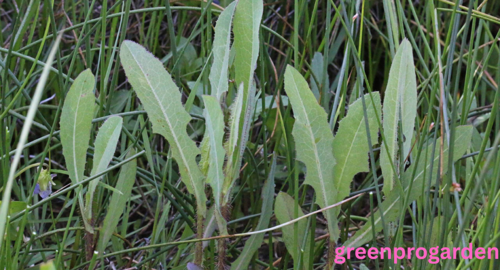 Wild Lettuce Look Alikes