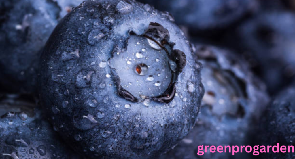 blueberry shortage