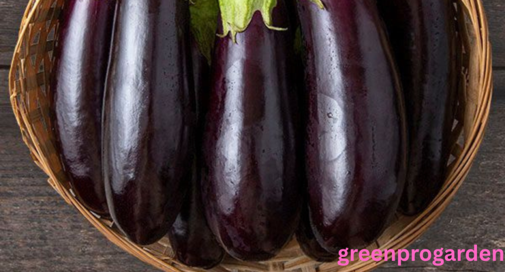 eggplant shortage