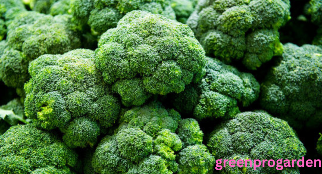 broccoli shortage