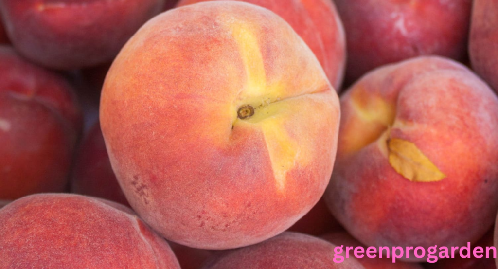  Fuzzy Fruits 
