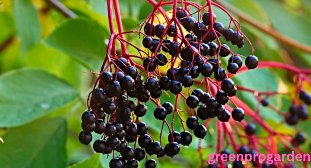 Pokeweed Look Alikes