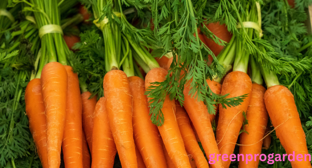 Carrot Shortage