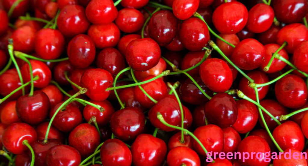 cherry harvest labor shortage

