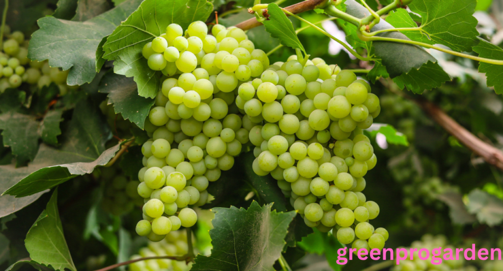 Can cows eat grapes