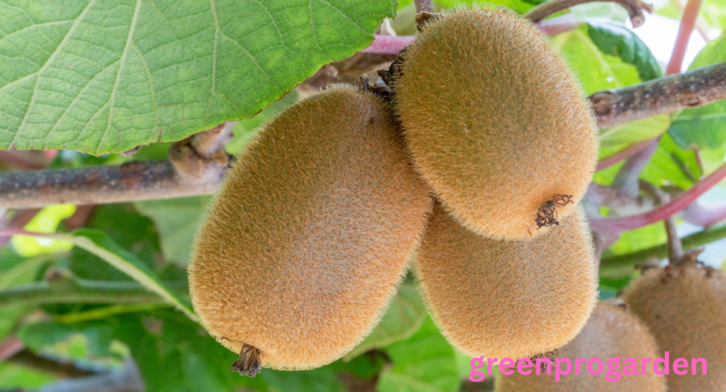  Fuzzy Fruits 
