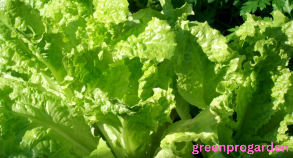 lettuce shortage