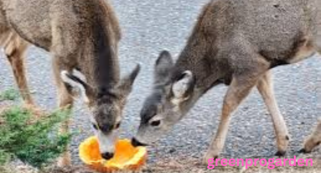 Do Deer Like Pumpkins
