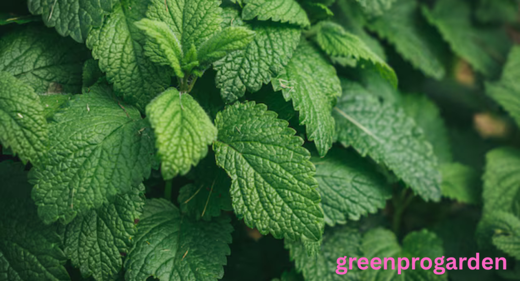 Mint Shortage