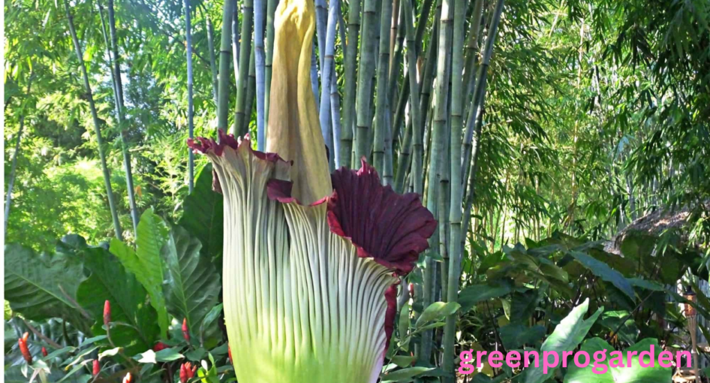 Ugliest Flower