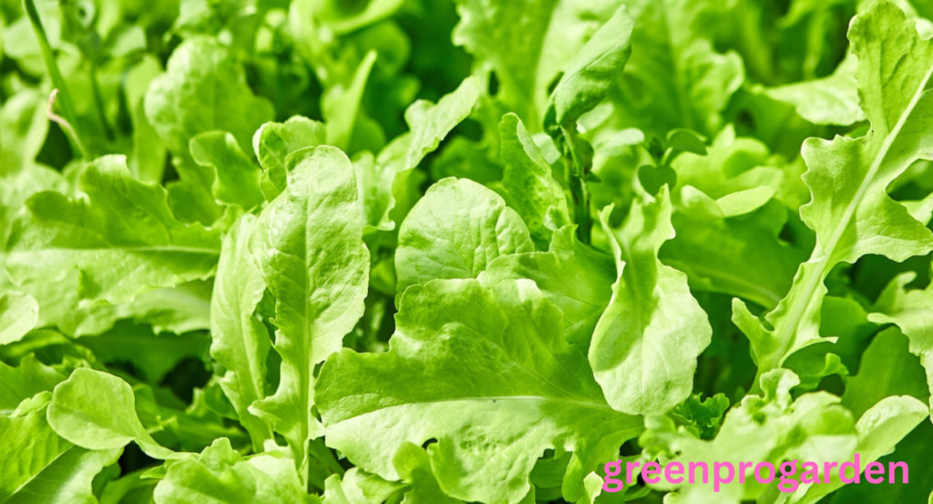 Can chickens eat arugula