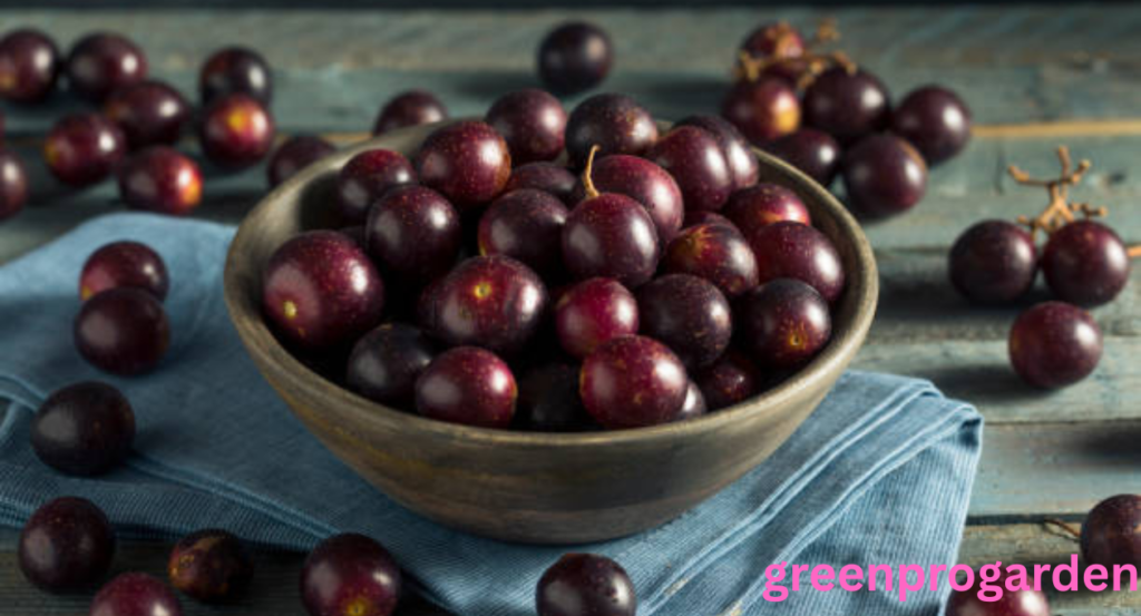 Fruits That Look Like Grapes