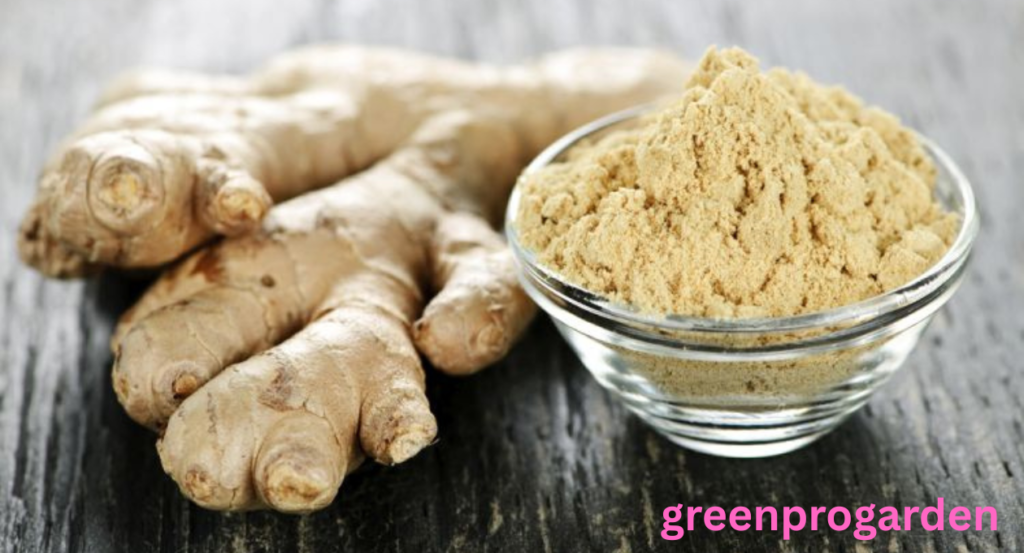 Ginger Shortage 