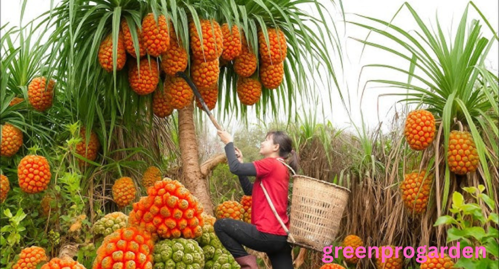 Pineapple Shortage 