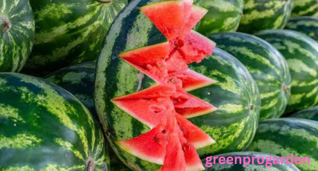 Can Sheep Eat Watermelon