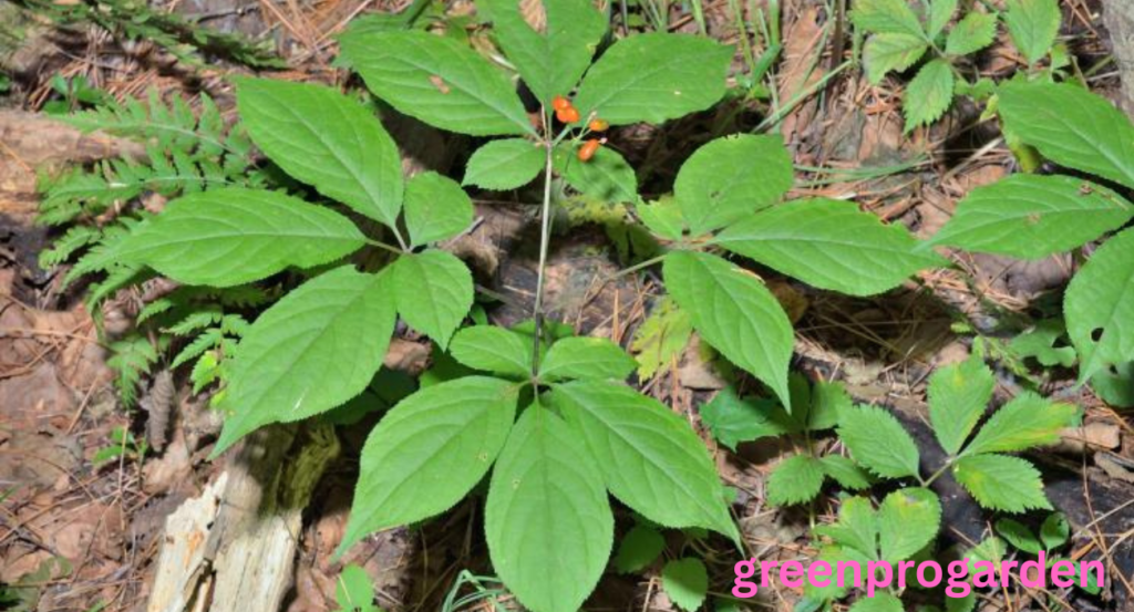 Wild Ginseng Look Alikes