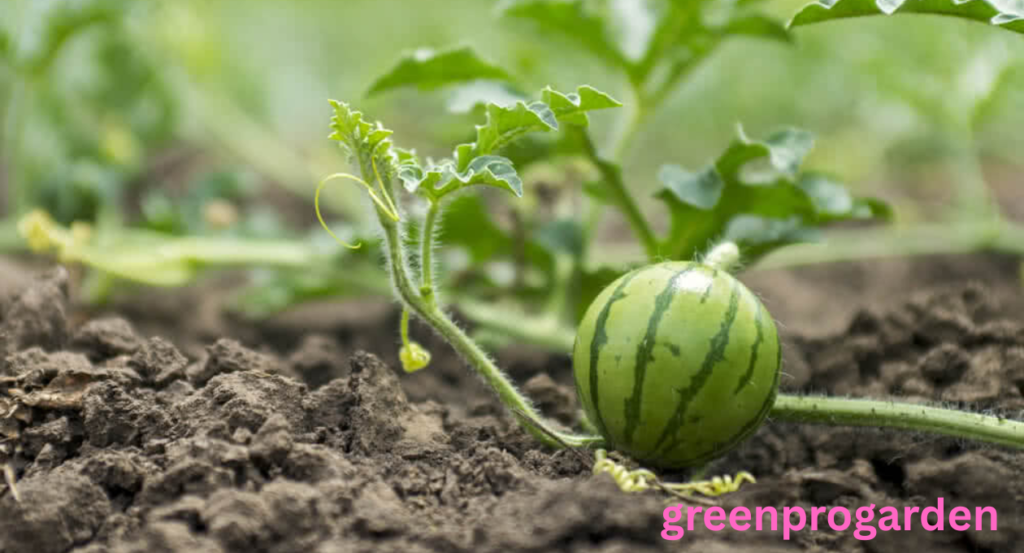 Watermelon Growing Stages