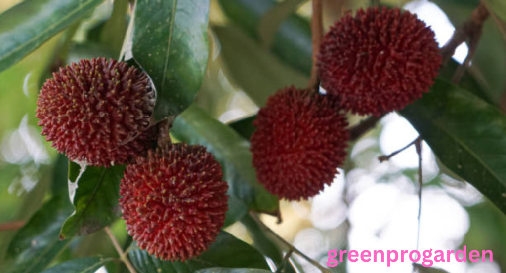 Fruits That Look Like Lychee