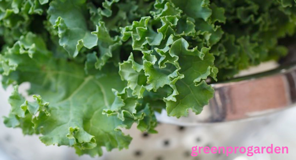 kale shortage