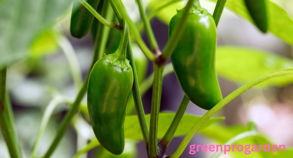 jalapeno shortage