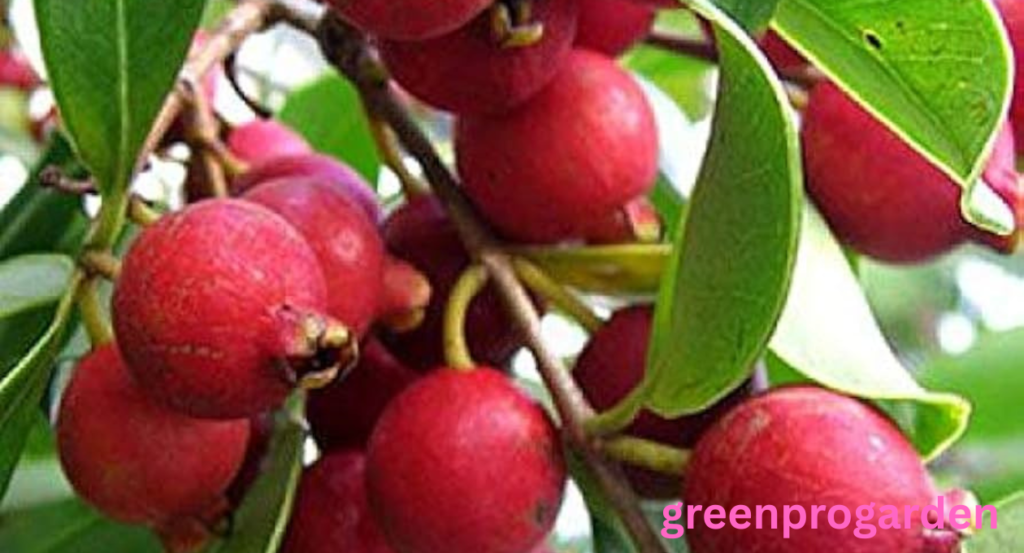 Fruits That Look Like Guava