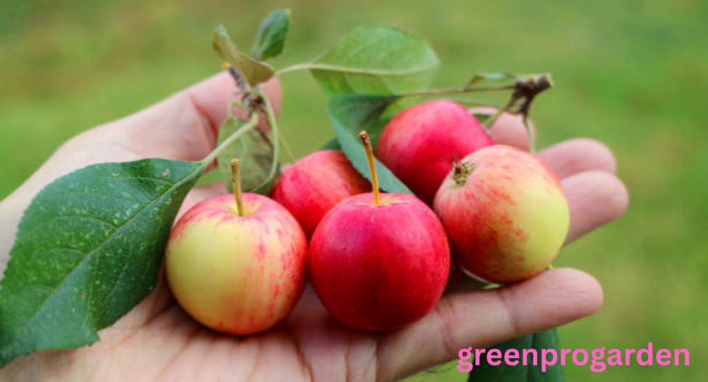 fruit that looks like apple