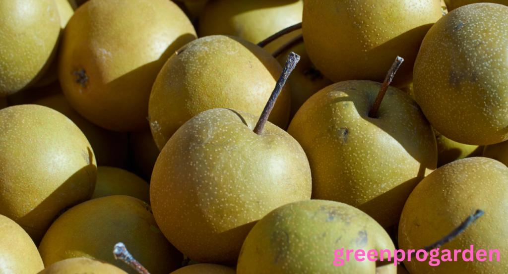fruit that looks like a pear