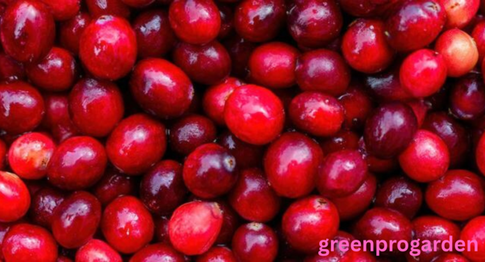 cranberry shortage
