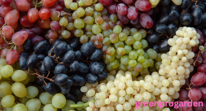 Why Are Grapes So Expensive