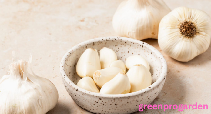 Garlic Shortage