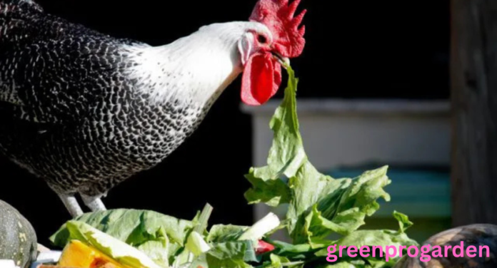 can chickens eat cilantro