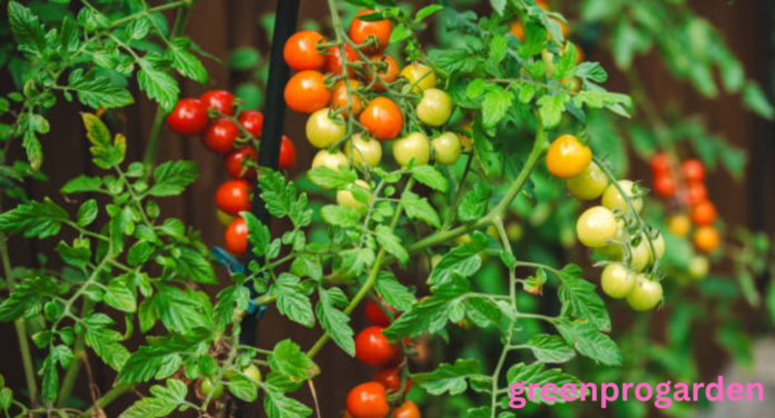 Tomatoes shortage