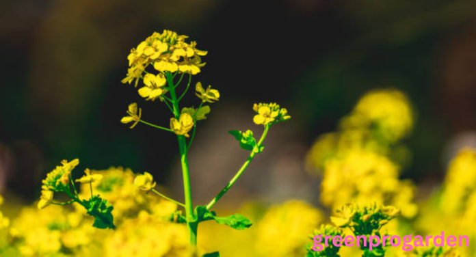 Wild Mustard Look Alikes