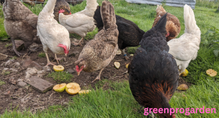 Can Chickens Have Apples