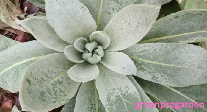 Mullein look alikes