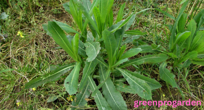 Wild Lettuce Look Alikes