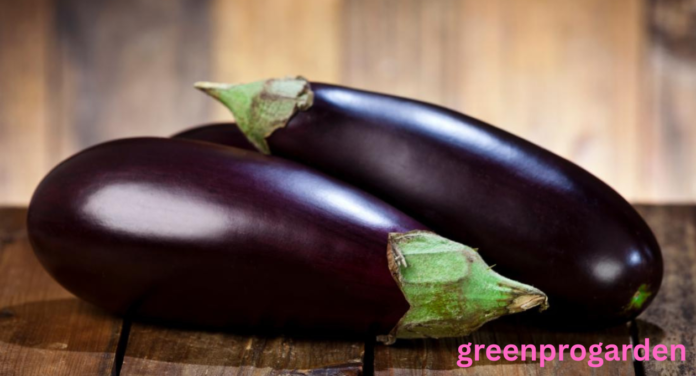 eggplant shortage