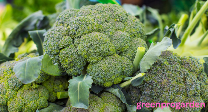 broccoli shortage