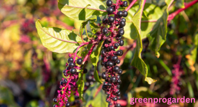 Pokeweed Look Alikes