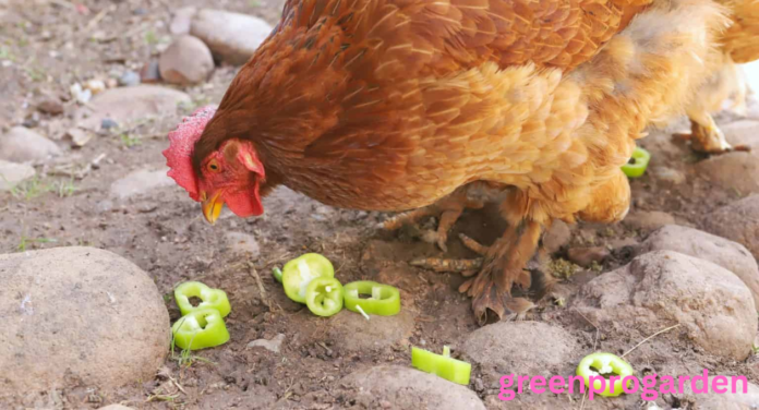 Can Chickens Eat Jalapeños