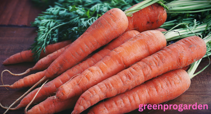 Carrot Shortage